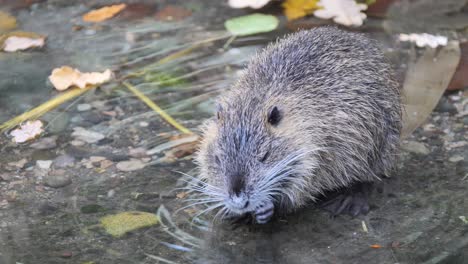 close up shot of cute nutria myocastor coypus cleaning teeth in clear water in nature