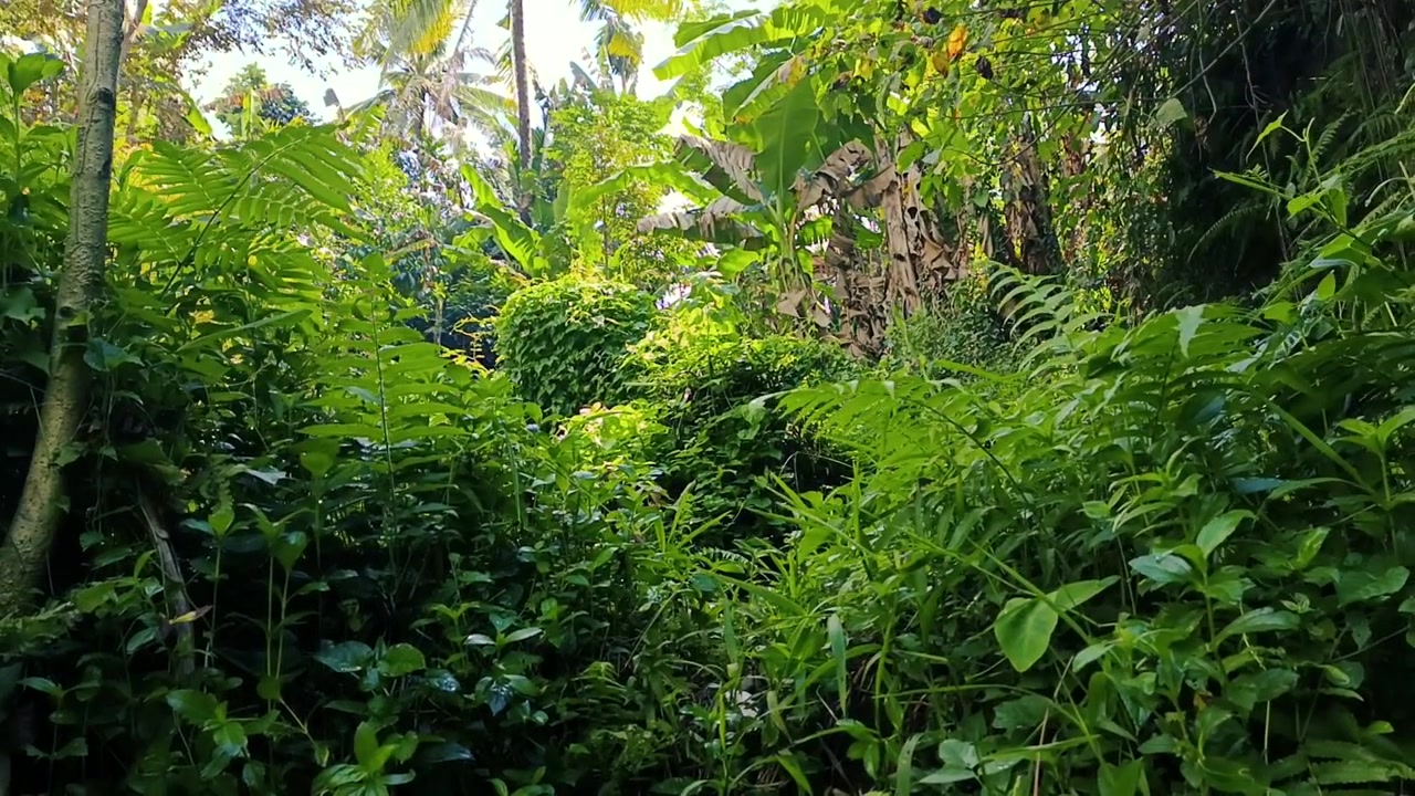 Exuberante vegetación tropical en un entorno de selva densa