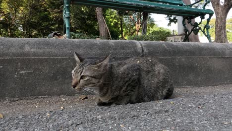 striped cat lounging on outdoor staircase