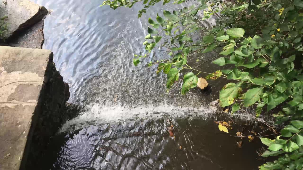 Acqua di ruscello che scorre nella foresta