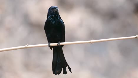 El-Drongo-Con-Cresta-De-Pelo-O-Es-Un-Ave-En-Asia-De-La-Familia-Dicruridae-Que-Era-Conespecífico-Con-Dicrurus-Bracteatus-O-Drongo-Con-Lentejuelas-En-El-Que-Puede-Ser-Difícil-Diferenciar-Entre-Sí