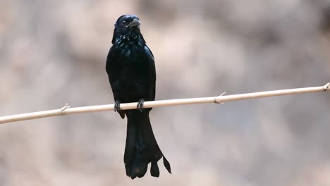 el drongo con cresta de pelo o es un ave en asia de la familia dicruridae que era conespecífico con dicrurus bracteatus o drongo con lentejuelas en el que puede ser difícil diferenciar entre sí