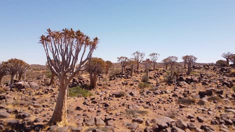 el encantador bosque de árboles de quiver en namibia: imágenes aéreas de drones en 4k de la rara aloidendron dichotomum, la maravilla botánica del sur de áfrica