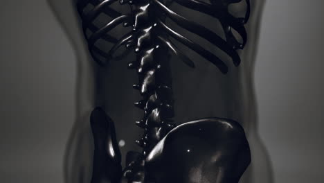 ilustración de la anatomía del esqueleto humano