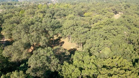 Treetops-in-lush-cine-color