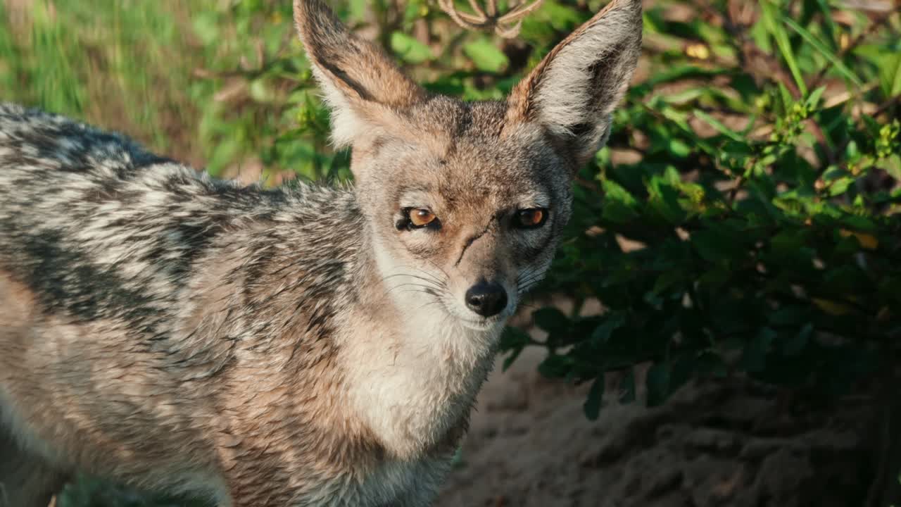 Close up of black backed Jackal looking into the camera