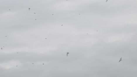 una bandada de pájaros vuela en un día nublado