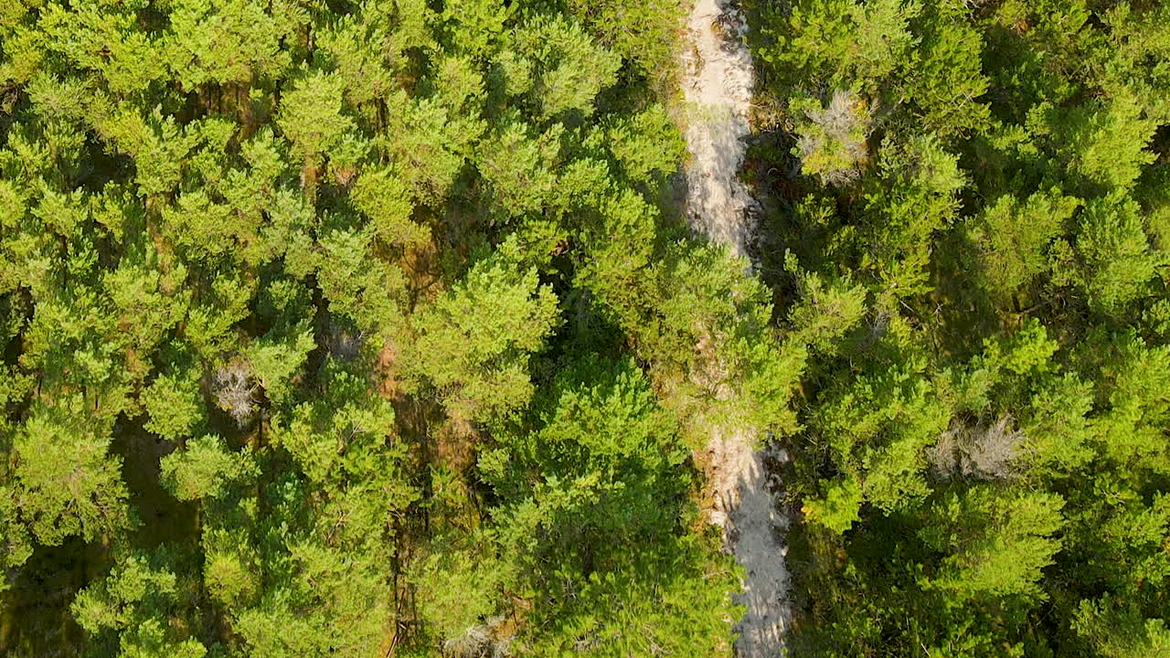 vista superior del exuberante bosque verde durante el día soleado