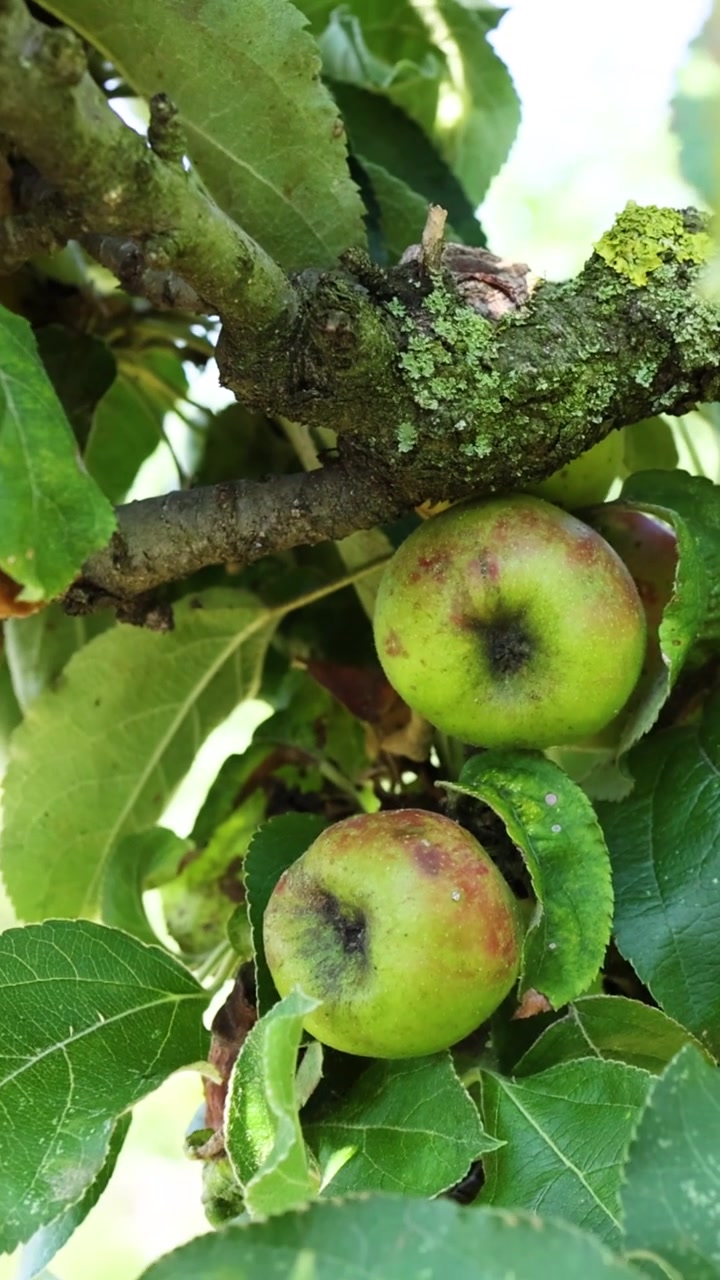 Primo piano verticale di mele verdi che maturano su un ramo con foglie verdi lussureggianti.