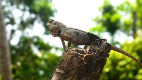 Hermoso-Lagarto-En-La-Rama-De-Un-árbol-Lagarto-De-Jardín-Oriental