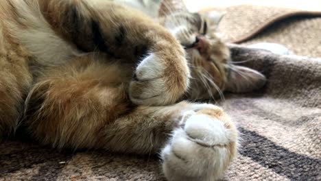 tabby duerme con las patas dobladas.