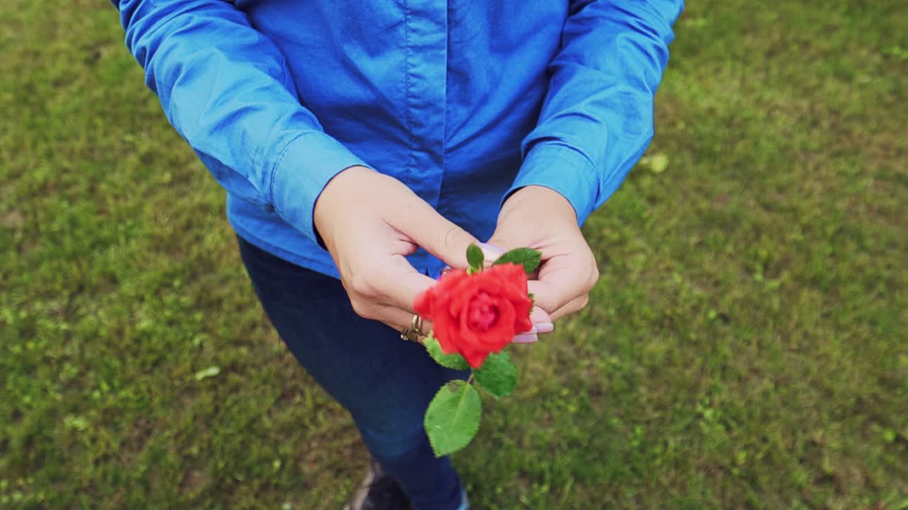 Hands of a woman with beautiful rose, close up