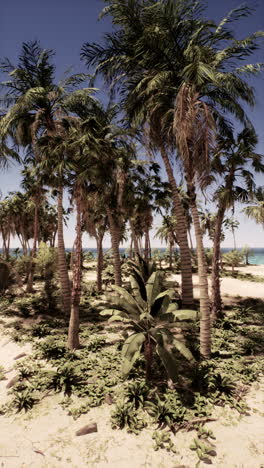 playa tropical con palmeras