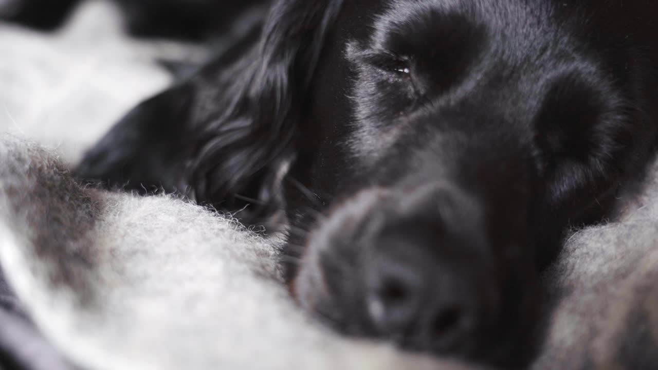 Working spaniel dog sleeping next to window