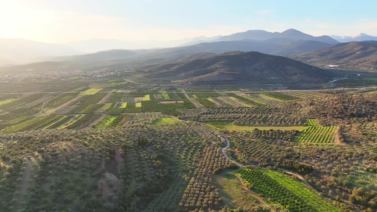 Aerial footage of agricultural area with olive trees in the Peloponnese, Greece