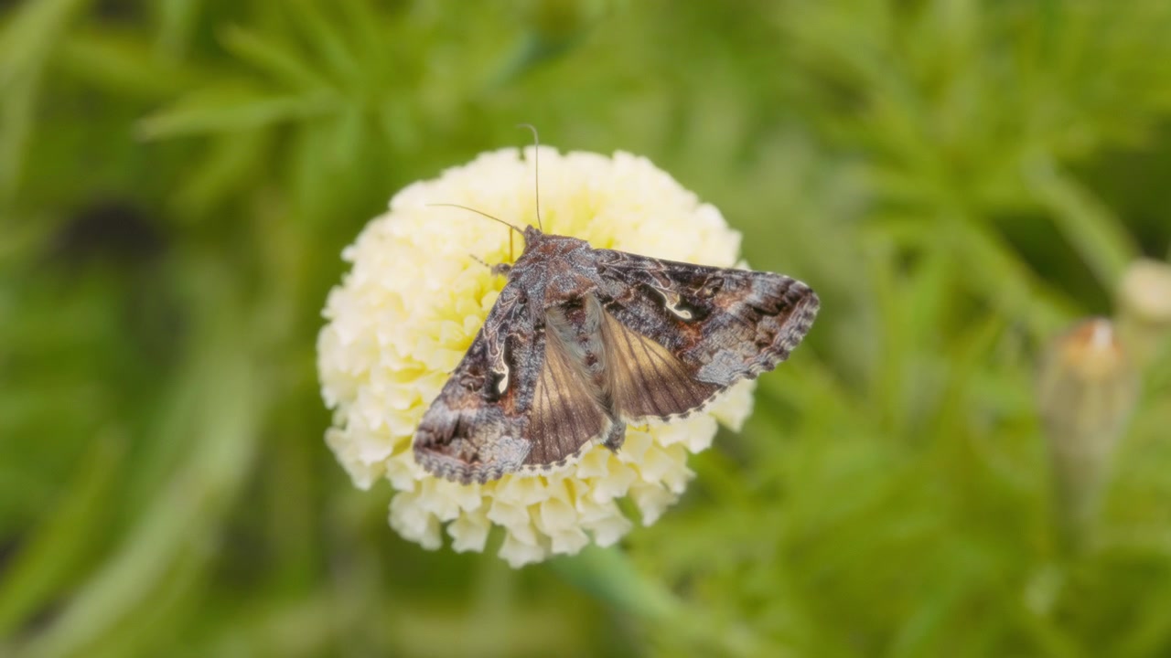 Macro-opname van een mot die zich voedt aan een bloeiende bloem in de tuin