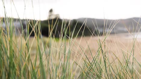 grass swaying gently near the ocean shore