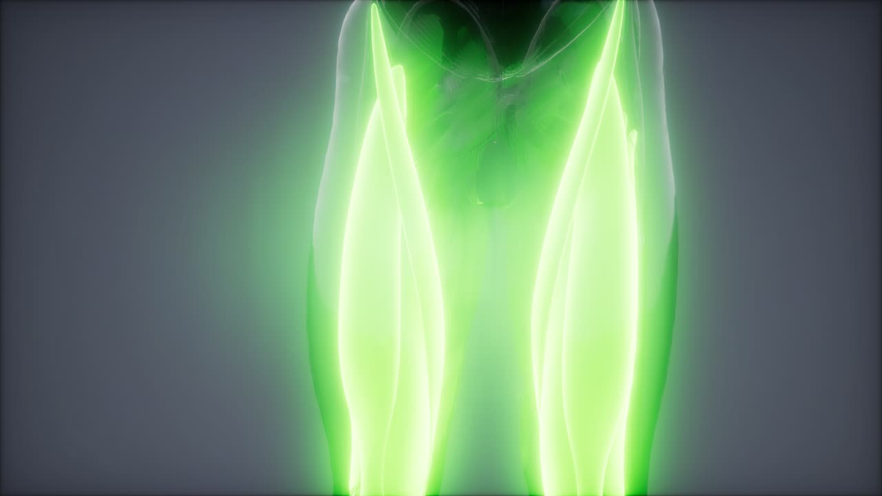 músculos del muslo - mapa de anatomía muscular visible