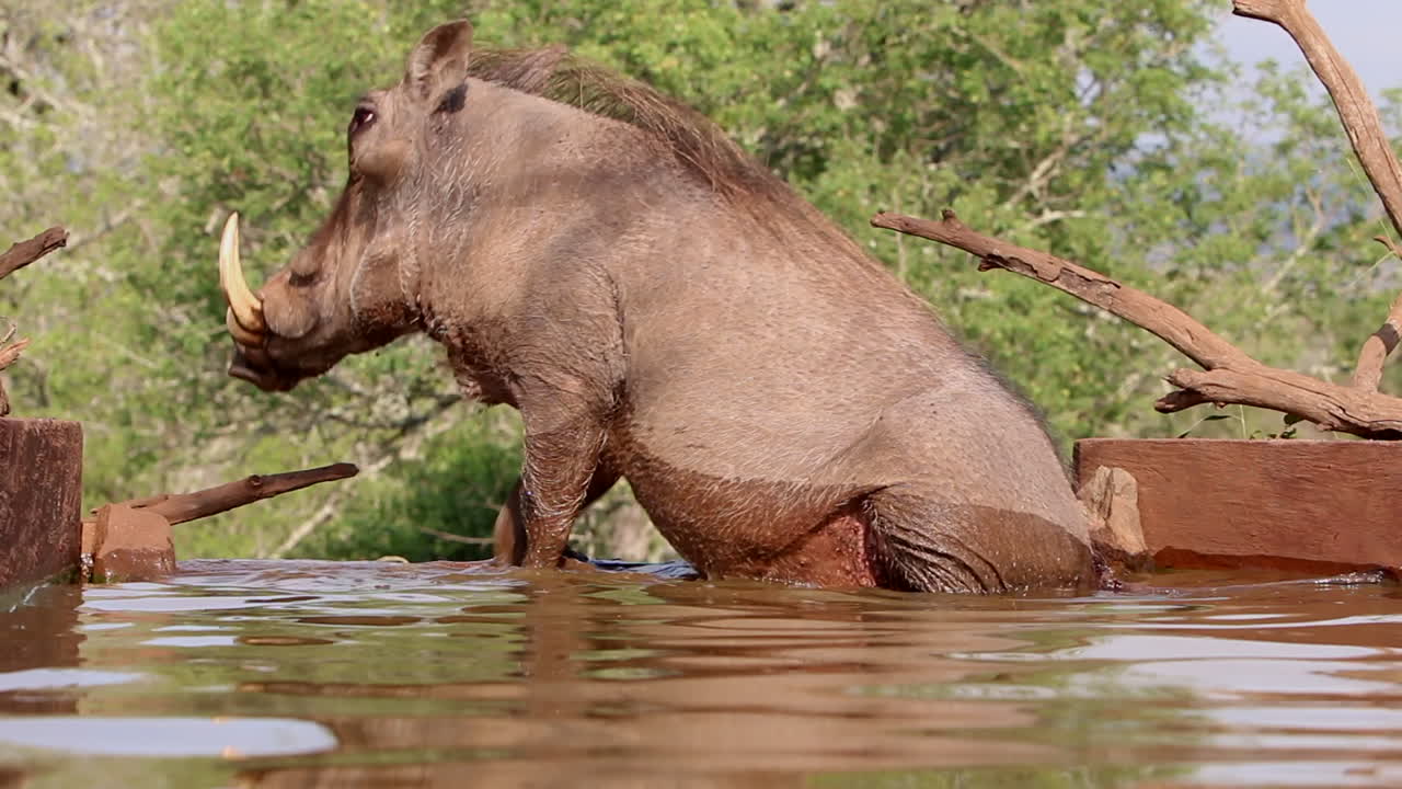 Un facocero comune si abbevera in un capanno fotografico sotterraneo nel caldo dell'estate, nella riserva di caccia privata di Zimanga in KZN, Kwa Zulu Natal, Sudafrica.