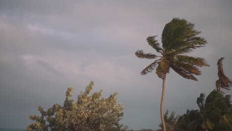 Hermosa-Palmera-Y-Arbustos-En-La-Isla-De-Bahama-Soplando-Con-Fuerte-Viento