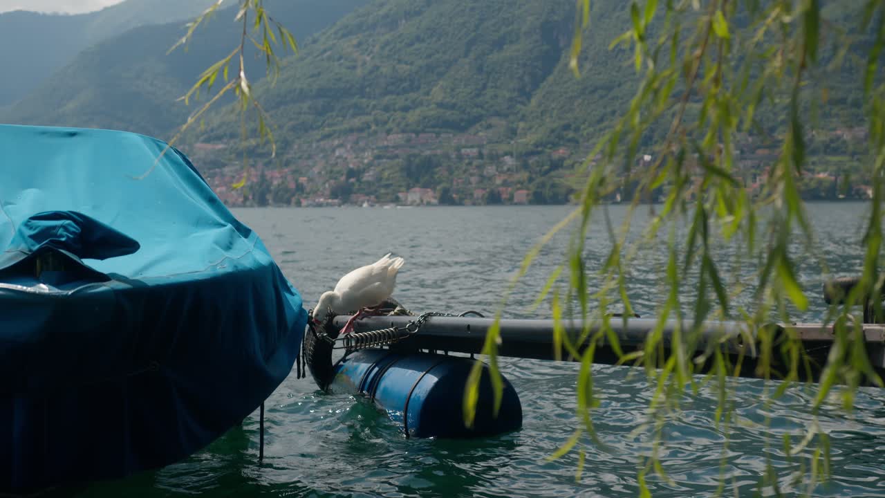 Goose walks on floating dock and jumps into Lake Como, Italy (Lago di Como, Italia), next to a covered speedboat