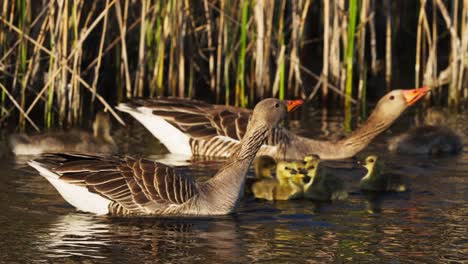 Geese-With-Many-Chicks-Swimming-In-The-River---close-up