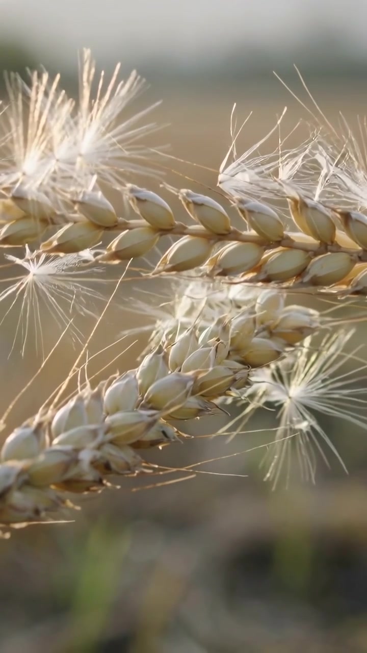 Video verticale: Una leggera brezza spinge due spighe di grano che tremano in un campo caldo, rilasciando ciuffi di pappo