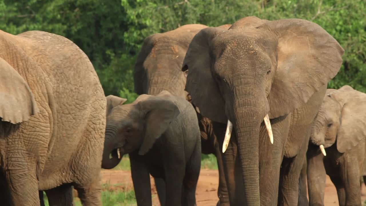 Herd of Elefants walking with their babies