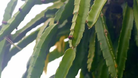 Pequeño-Capullo-De-Fruta-De-Dragón-Rojo-En-Una-Planta-Verde,-Con-Abeja-Volando-Alrededor