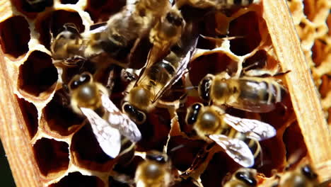 close-up of honeybees on a honeycomb