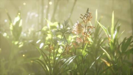 Fog-over-the-river-in-the-early-morning-on-an-summer-day