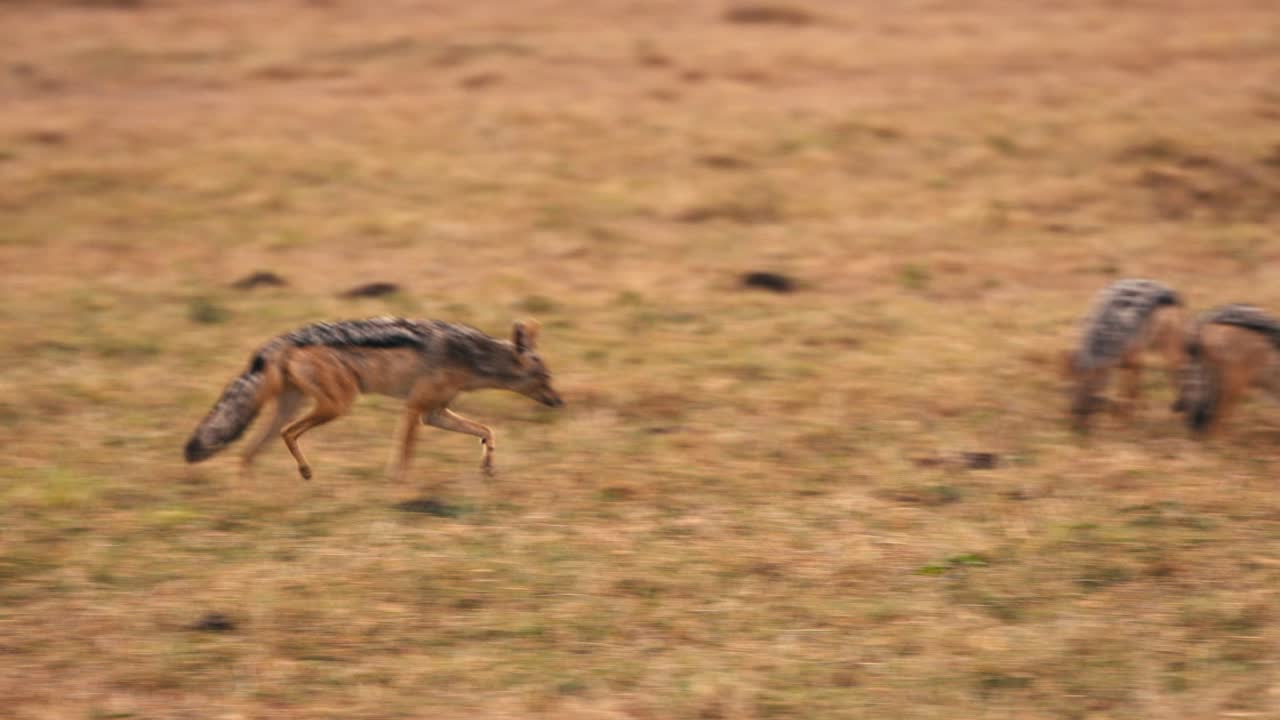 A jackal walks up to a decaying carcass in the Savannah plains in Kenya Africa