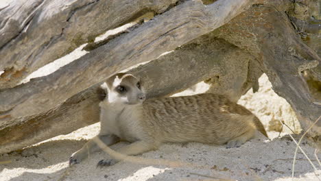 Close-up-of-wild-Meerkat-hiding-under-wooden-trunks-in-shadow-during-hot-summer-day-with-sunlight