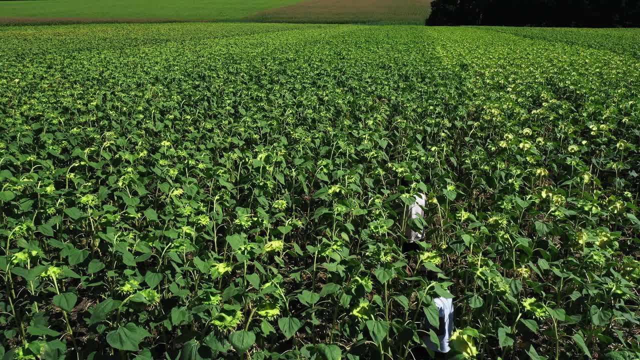 personas caminando por un campo de girasol