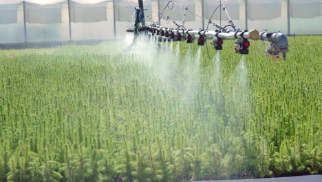 riego de plantaciones verdes de plántulas de pino con sistema de rociadores