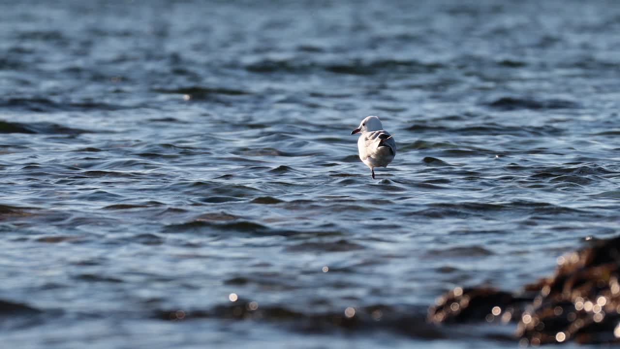 A seagull standing in shallow ocean water