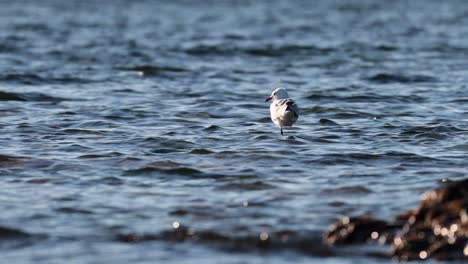 a seagull standing in shallow ocean water