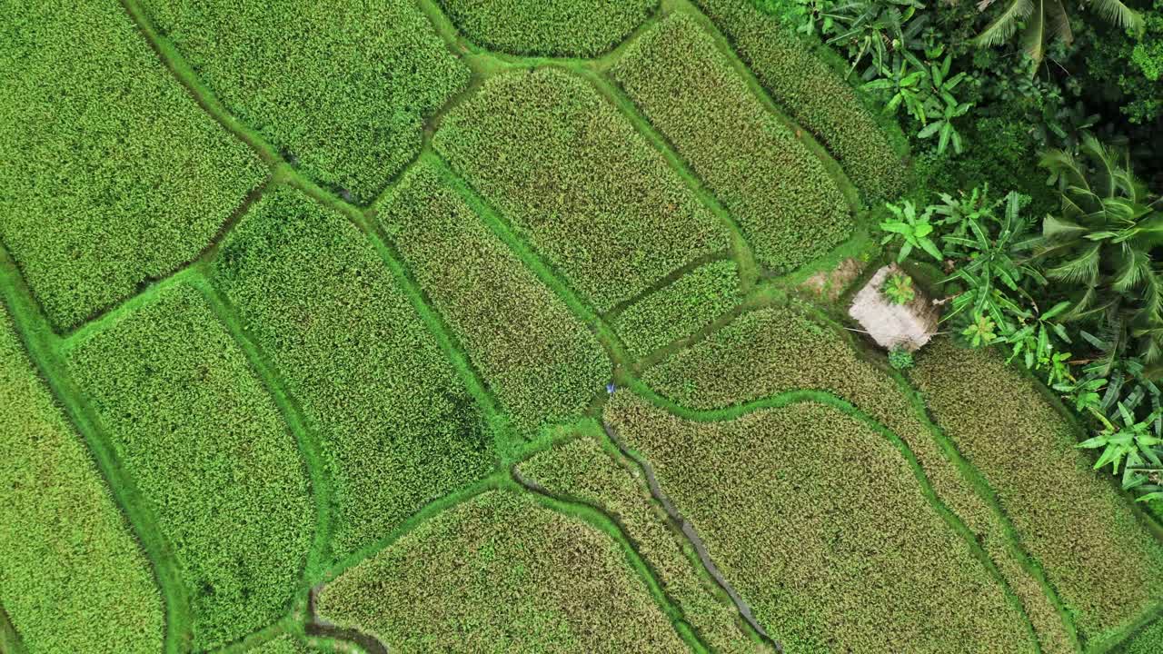 disparo ascendente de arriba hacia abajo que muestra el patrón verde de los campos de plantación junto al bosque tropical de bali
