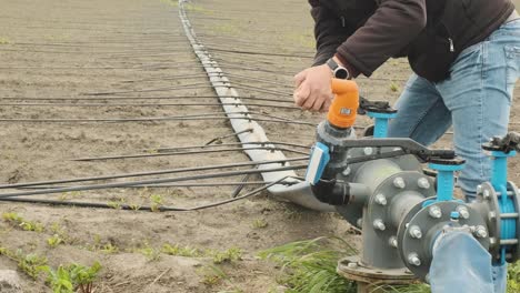 drip irrigation system. water saving drip irrigation system being used in a young carrot field. worker opens the tap.