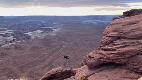 Slow-motion-shot-of-raven-flying-into-canyon-on-sunset