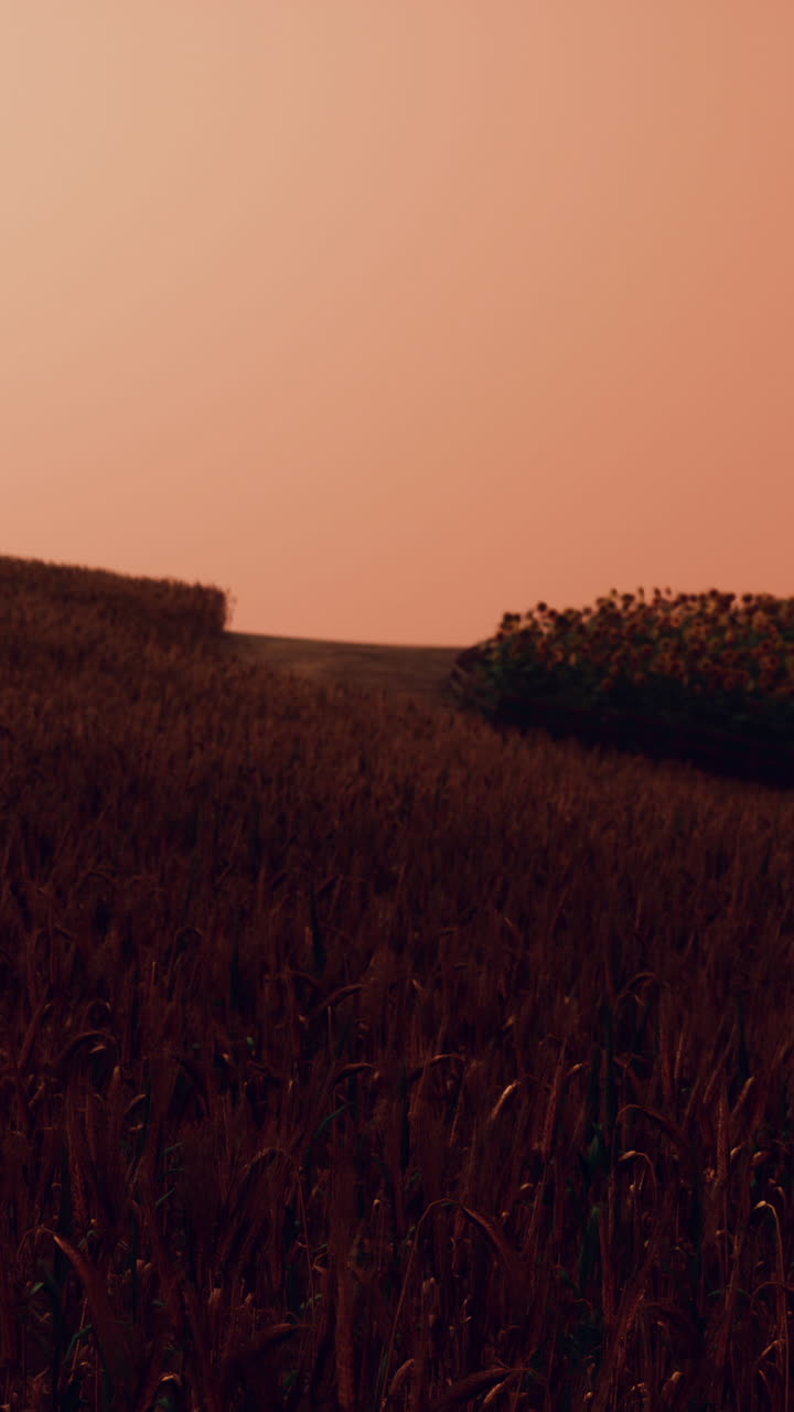 campo de trigo dorado en el paisaje del atardecer
