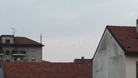 pájaros misteriosos. bandada de pájaros sobre la ciudad