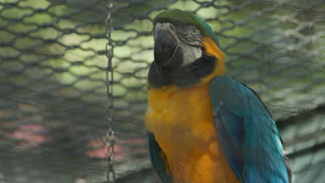 a blue-and-yellow macaw swinging in a cage