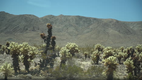 driving in joshua tree national park, right seat passenger pov of desert landscape and yucca plants