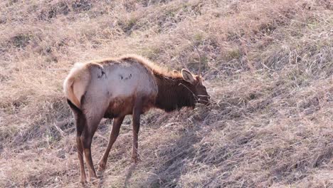 shaggy stag wapiti with unique antlers eats tall dry grass on hillside