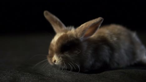 Niedliches-Junges-Kaninchen-Schnüffelt-An-Der-Oberfläche-Auf-Der-Schwarzen-Bühne,-Nahaufnahme-Im-Studio