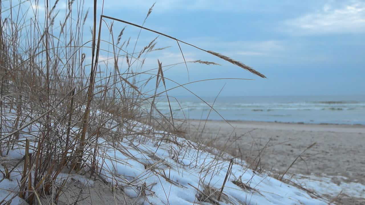 Footage of marram grass or regular brown and yellow beach grass moving in wind in front of a a sandy frozen beach during winter time in Vääna. White snow visible on ground and wavy ocean water in back