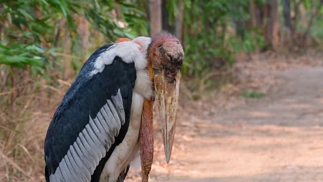 Ein-Großer-Vogel-Aus-Der-Familie-Der-Storche,-Der-In-Südasien-Weit-Verbreitet-Ist-Und-Jetzt-Aufgrund-Des-Verlusts-Seines-Lebensraums-Gefährdet-Ist