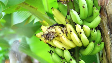 Seychellen-Endemischer-Bulbulvogel,-Der-Reife-Gelbe-Bananen-Frisst,-Mahe,-Seychellen