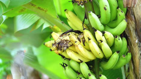 pájaro bulbul endémico de las seychelles que se alimenta de plátanos amarillos maduros, mahe, seychelles